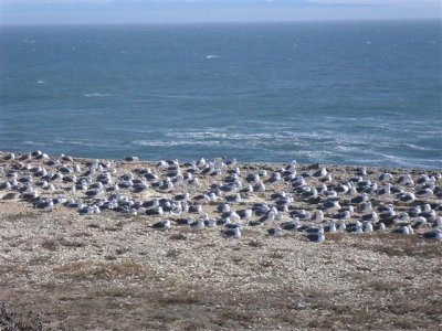 Gull parking lot at Wilder