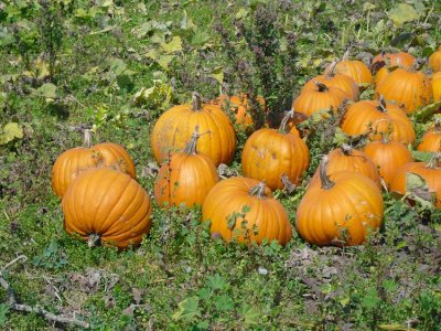 Pumpkin Patch