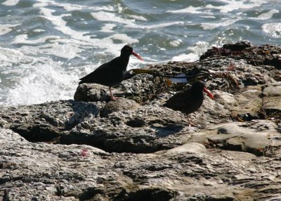 Black Oystercatchers