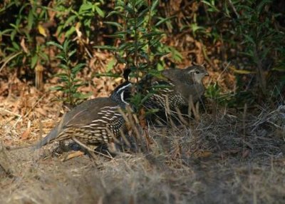 California Quail