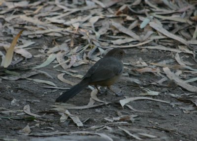 California Towhee