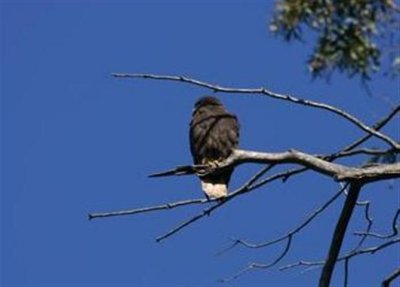 Dark Morph Red-tailed Hawk