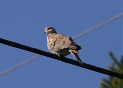 Eurasian Collared Dove