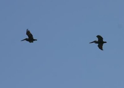 Brown Pelicans Flying