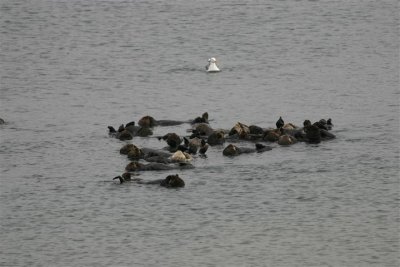 Sea Otters at Moss Landing