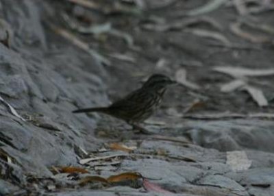 Song Sparrow