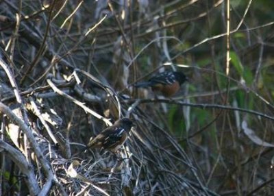 Spotted Towhees