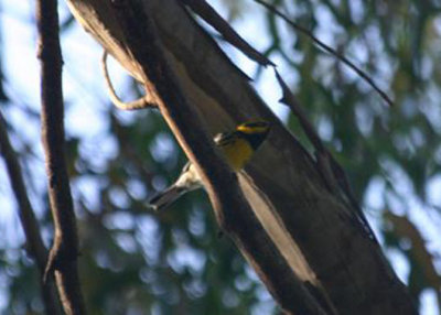 Townsend's Warbler