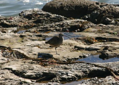 Whimbrel