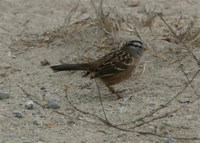 White-crowned Sparrow