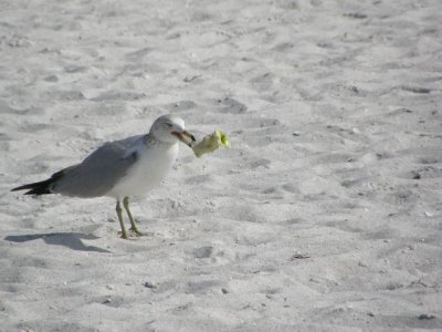 Ring-billed Gull with apple core on Naples beach
