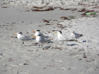 A Group of Royal Terns