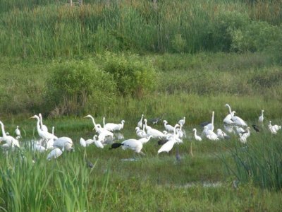 Group of Waders at Eagle Lakes
