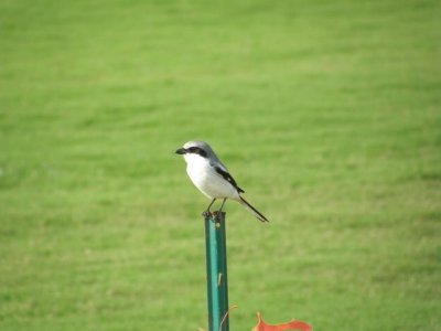 Loggerhead Shrike