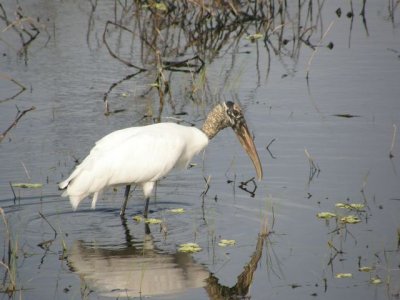 Wood Stork