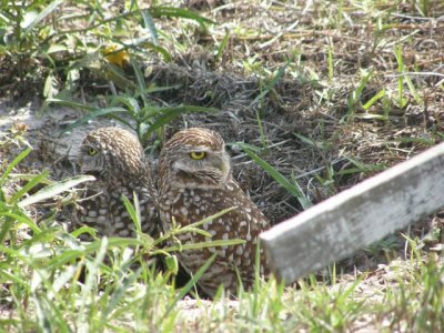 Burrowing Owls on Marco Island