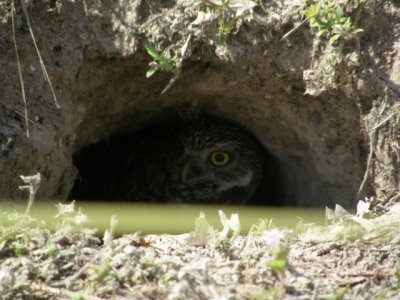 Peeking Owl