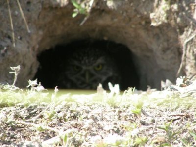 Peeking Owl