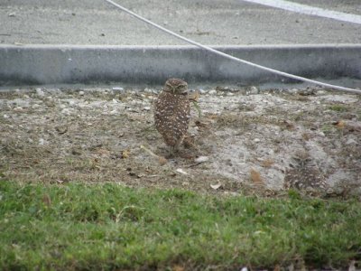 Burrowing Owl  on Median Strip at Brian Piccolo Park