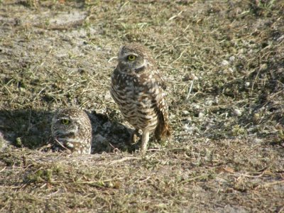 A Pair of Burrowing Owls