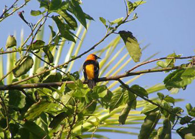 Spot-breasted Oriole in Hollywood,  FL