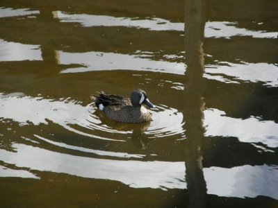 Blue-winged Teal