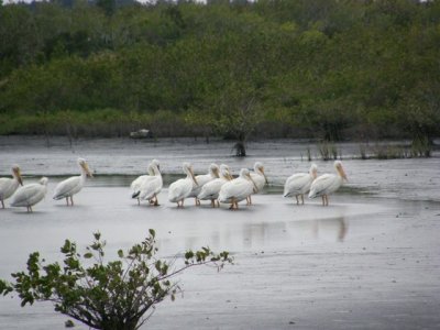 American White Pelicans at Merritt Island