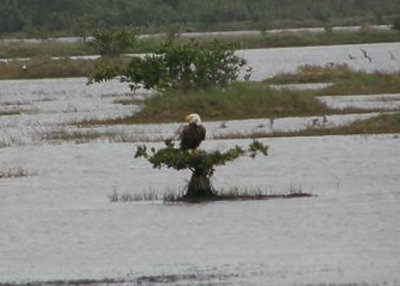 Bald Eagle at Merritt Island