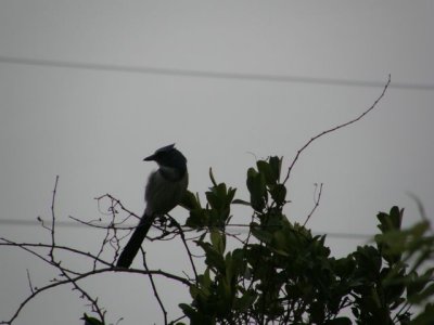 Florida Scrub-jay