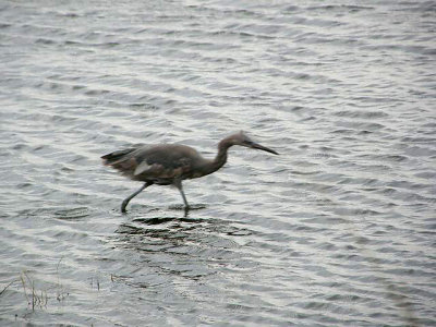 Reddish Egret