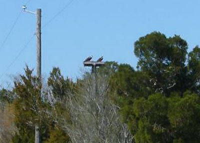 Ospreys