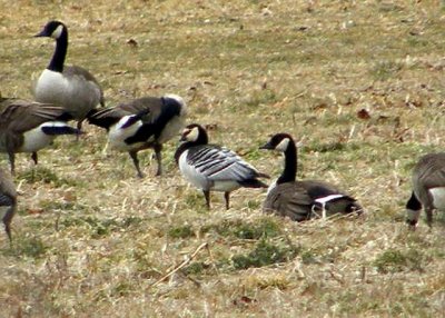 Barnacle Goose and Canadas