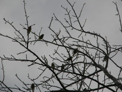 Cedar Waxwings