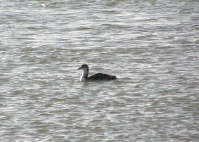 Common Loon