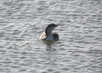 Red-throated Loon with Fish