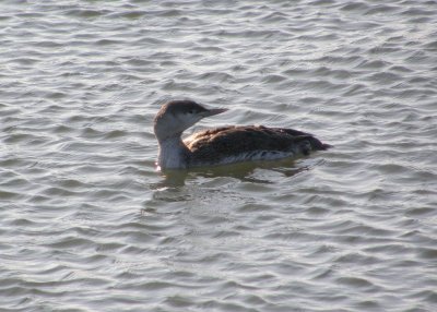 Red-throated Loon at Indian River Inlet
