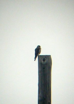 Distant Merlin in Cape May