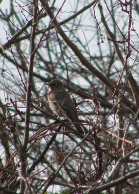 Townsend's Solitaire at Sandy Hook