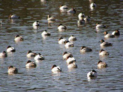 local_birding