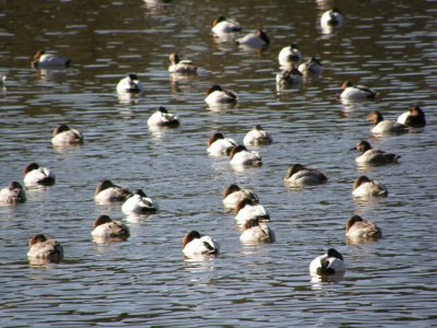 Canvasbacks