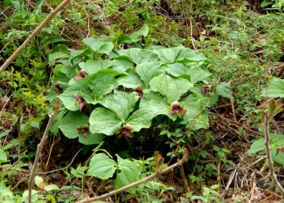 Trillium