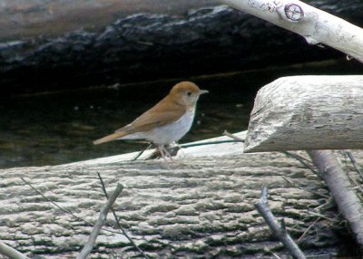 Veery