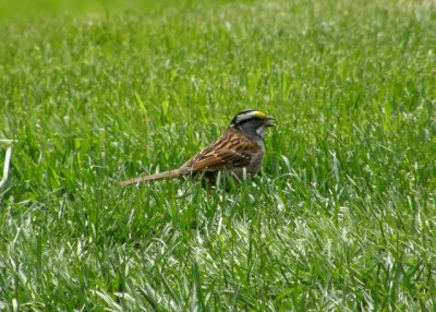 White-throated Sparrow