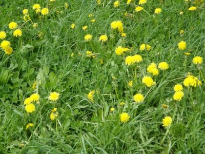 Dandelions