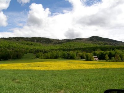 Field of dandelions