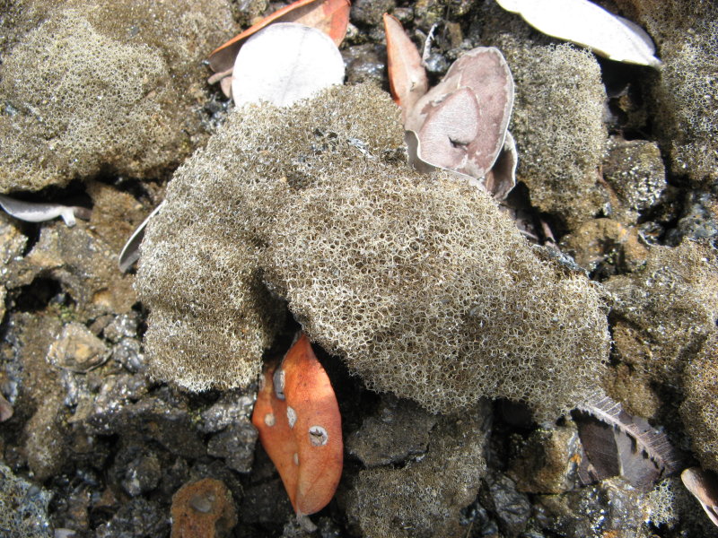 Reticulite, like pumice, but more extreme