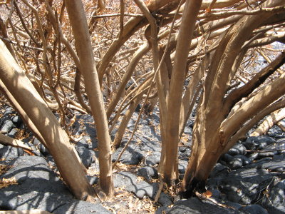 Future tree molds when trees are gone