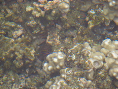 Sea urchins eating holes into coral