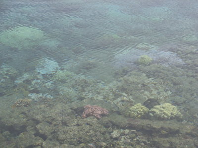 Great snorkeling here