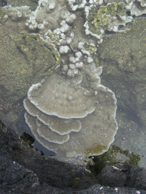 More myterious coral